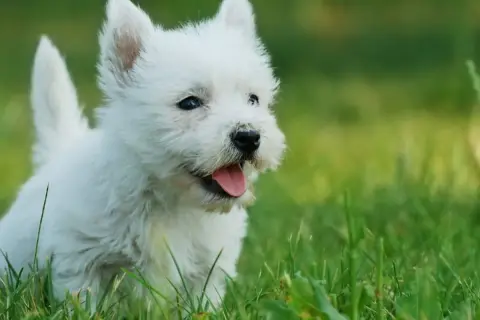 Uroczy biały szczeniak westie w trawie, idealny kandydat na imię dla białego psa.