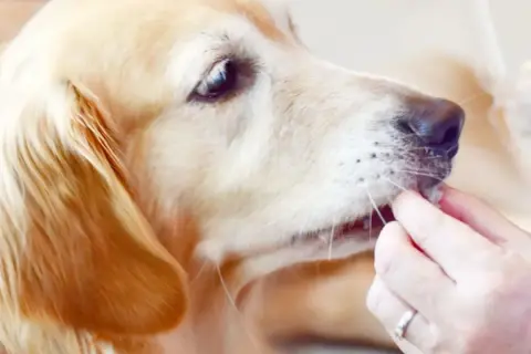 Złoty retriever dostaje smakołyk. Czy pies może jeść pasztet? To pytanie zadaje sobie wielu właścicieli.