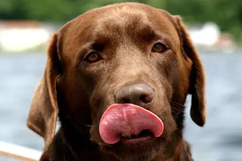 Czekoladowy labrador z językiem na nosie. Zastanawiasz się, dlaczego pies mruczy? Może właśnie tak okazuje radość!