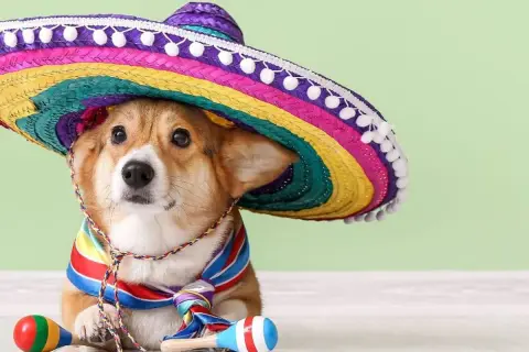 Uroczy corgi w kolorowym sombrero i chustce, z marakasami. Idealny kandydat na hiszpańskie imiona dla psa, np. Chico.