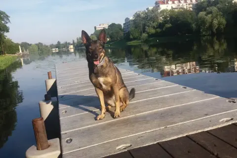 Pies siedzi na pomoście nad wodą, jego reaktywność widać w czujnym spojrzeniu.
