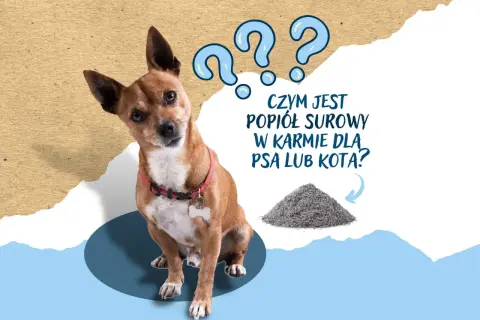 Zdezorientowany piesek patrzy na stertę popiołu surowego, zastanawiając się, czym jest w karmie dla zwierząt.