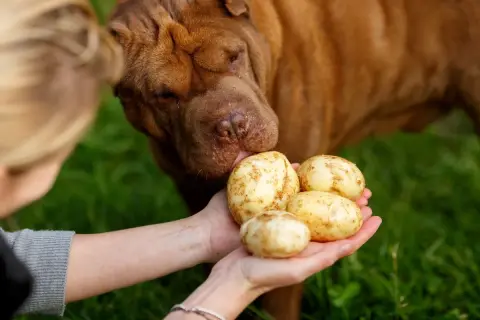 Pies shar pei wącha ziemniaki trzymane w dłoniach. Czy pies może jeść ziemniaki? To pytanie zadaje sobie wielu właścicieli.