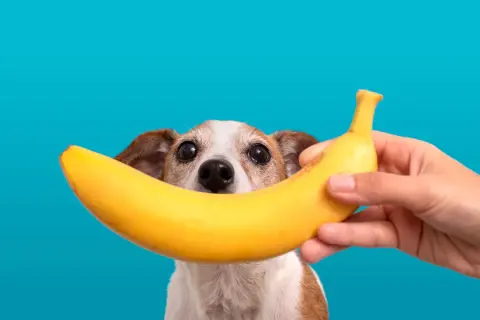 Zwierzę z zaciekawieniem patrzy na banana, zastanawiając się, czy pies może banana.
