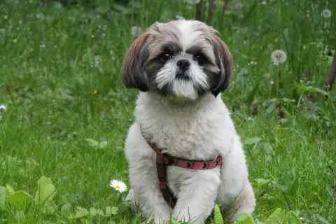 Uroczy szczeniak shih tzu w czerwonej obroży siedzi na trawie. To idealny moment, by dowiedzieć się, jak wychować szczeniaka shih tzu.