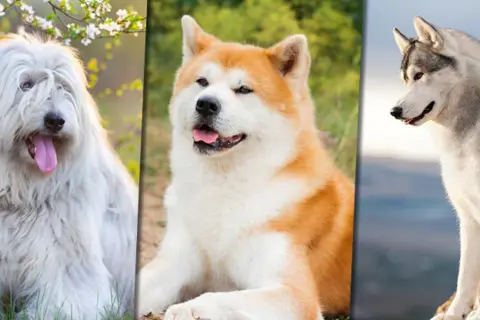Trzy psy: puszysty biały, rudy Akita i szary Husky. Szukasz chińskie imiona dla psa?