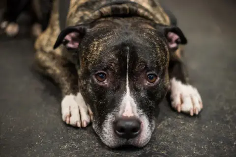 Smutny amstaff leży na podłodze. Czy amstaff jest niebezpieczny? Jego oczy mówią "nie".