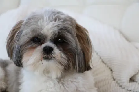 Słodki piesek Shih Tzu z zaciekawieniem patrzy w obiektyw. Zastanawiasz się, czy pies może jeść cytrynę? Lepiej nie ryzykować!