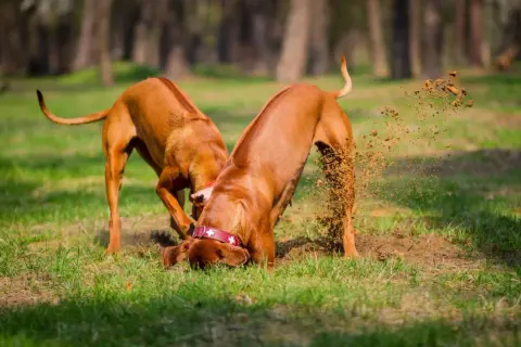 Dwa psy kopią w ziemi, jakby szukały skarbu. Może to wyjaśnia, czemu pies kopie na kanapie – szuka ukrytych smakołyków!