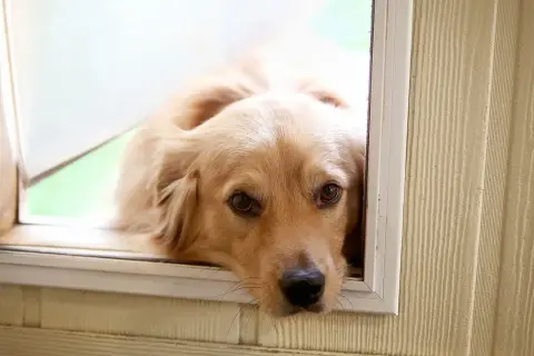 Złoty retriever patrzy przez okno, jakby zastanawiał się, dlaczego pies mnie pilnuje. Jego oczy wyrażają tęsknotę i troskę.