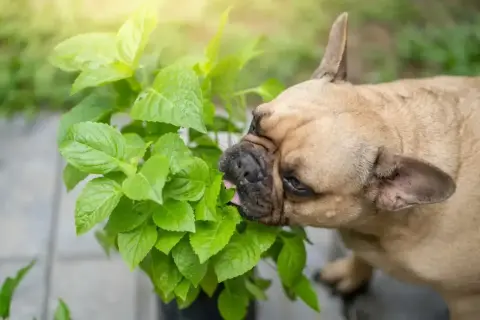 Buldog francuski próbuje zjeść zielone liście. Zastanawiasz się, jakie przyprawy dla psa są bezpieczne?