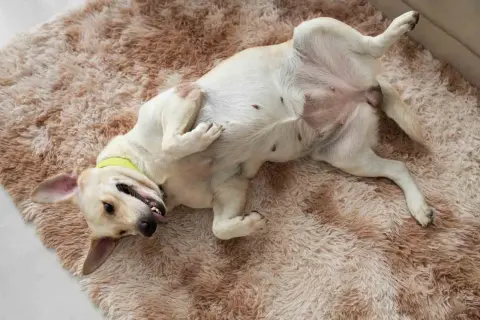 Labradorka leży na dywanie na plecach, pokazując brzuch. To dziwne zachowanie suki podczas cieczki, może szuka uwagi.