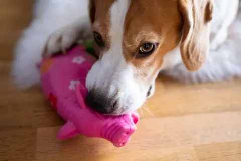 Beagle gryzie różową zabawkę w kształcie świnki. Czasem psy jedzą patyki, bo to instynktowne zachowanie.