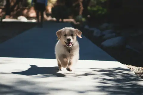 Radosny szczeniak golden retriever biegnie ścieżką, kiedy ze szczeniakiem na spacer. Wesoły piesek w ruchu, z rozchylonym pyszczkiem.