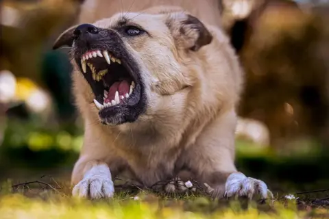Agresywny pies warczy, pokazując kły. Jak oduczyć psa atakowania ludzi? Potrzebna jest cierpliwość i profesjonalna pomoc.