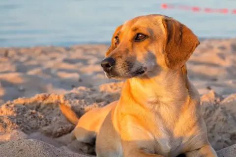 Złocisty piesek odpoczywa na piaszczystej plaży w Gdańsku, ciesząc się zachodzącym słońcem. Idealne miejsce, gdzie z psem na spacer.