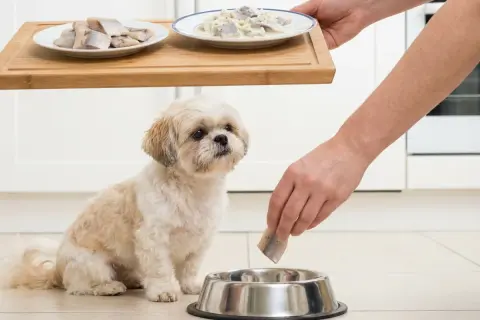 Mały piesek patrzy z nadzieją, gdy ręka wkłada kawałek śledzia do miski. Czy pies może jeść śledzie?