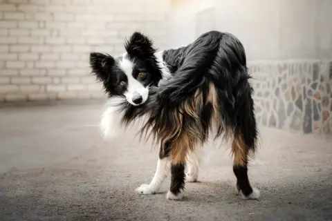 Pies rasy border collie, patrząc w obiektyw, zastanawia się, dlaczego gryzie swój ogon. Może to być nuda lub stres.