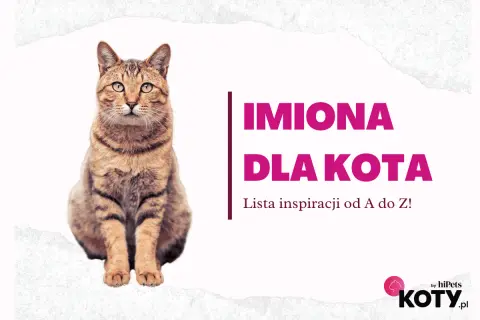 Kot pręgowany siedzi obok napisu "IMIONA DLA KOTA". Lista inspiracji od A do Z!