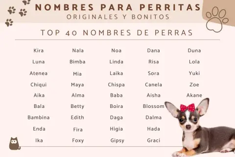 Urocza chihuahua z kokardką na głowie, obok lista "Top 40 imion dla chihuahua".