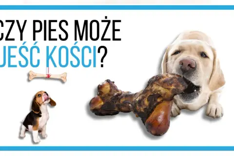 Labrador gryzie kość, a beagle patrzy na wiszącą kość. Czy pies może jeść kości?