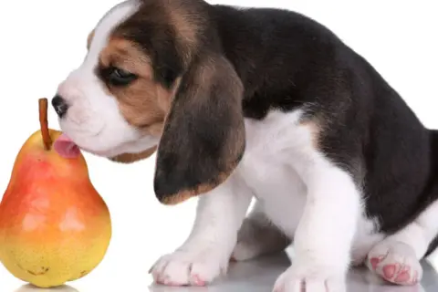 Uroczy szczeniak beagle próbuje gruszki, zastanawiając się, czy pies może jeść gruszkę.