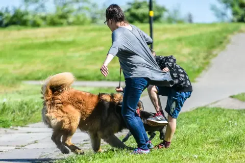 Agresywny pies atakuje ludzi na spacerze, szarpiąc za ubranie. Kobieta i dziecko próbują się obronić.