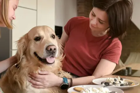 Zastanawiasz się, czy psy mogą jeść ser biały? Ten złoty retriever wygląda, jakby chętnie spróbował!