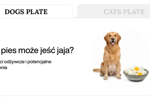 Złoty retriever siedzi obok miski z jajkami na twardo, a tekst pyta: "Czy pies może jeść jaja?".