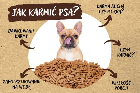 Buldog francuski z językiem na pysku nad stertą suchej karmy. Czy pies może jeść tylko suchą karmę? Obrazek omawia dawkowanie, zapotrzebowanie na wodę, wielkość porcji i czym karmić.