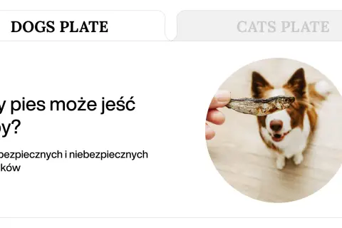 Czy pies może jeść surową rybę? Border collie z zaciekawieniem patrzy na suszoną rybkę podawaną przez właściciela.