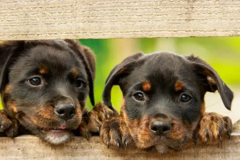 Dwa szczenięta rottweilera zaglądają przez drewniane deski. Idealne imiona dla psa kundelka? Może Brutus i Max?