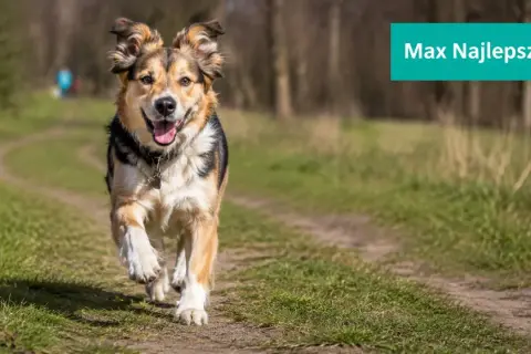 Radosny pies Max biegnie ścieżką. Idealne imię dla psa na j, bo jest jak najlepszy przyjaciel.