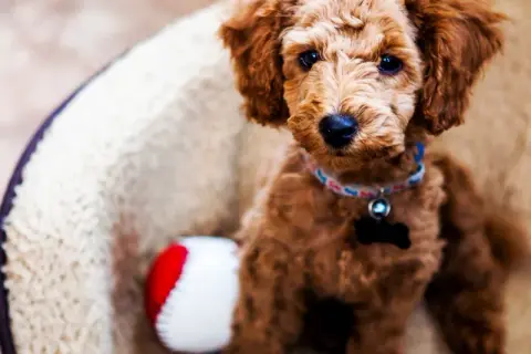 Uroczy szczeniak rasy Goldendoodle w legowisku, obok czerwono-biała piłeczka. Może jego imię to Edek?
