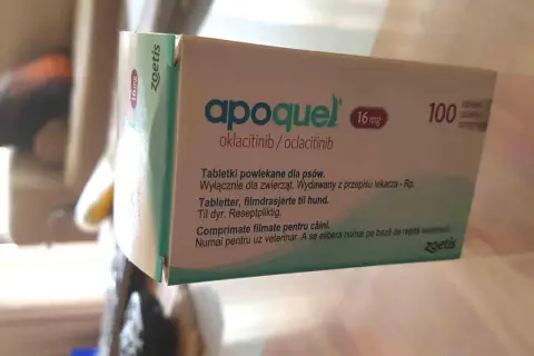 Opakowanie leku Apoquel dla psa, 16 mg, 100 tabletek. Gdzie kupić Apoquel dla psa? Lek wydawany z przepisu lekarza weterynarii.