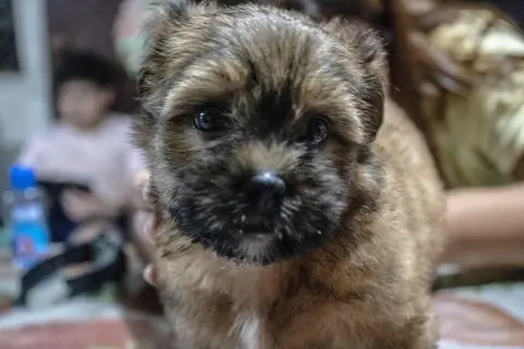 Słodki szczeniak z zaciekawieniem patrzy w obiektyw. Zastanawiasz się, czy pies może jeść groszek? Ten maluch pewnie chętnie by spróbował!