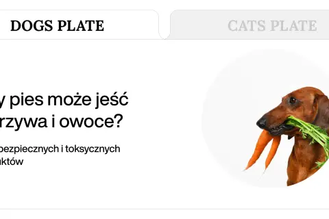 Jamnik z marchewką w pysku. Czy psy mogą jeść warzywa? Dowiedz się, co jest bezpieczne dla Twojego pupila.