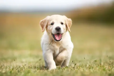 Szczeniak golden retriever biegnie przez trawę, radosny i gotowy na zabawę. Idealne imię dla labradora?
