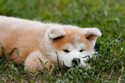 Uroczy szczeniak rasy akita inu a vendre ile de france odpoczywa na trawie.
