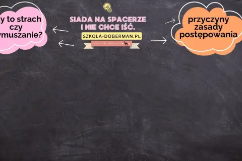 Szczeniak siada na spacerze i nie chce iść. Czy to strach, czy wymuszanie? Poznaj przyczyny i zasady postępowania.