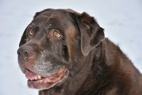 Czekoladowy labrador z siwiejącym pyskiem, który wygląda, jakby potrzebował karmy na luźne kupy.