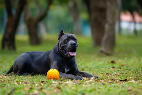 Potężny cane corso z człowiekiem w tle odpoczywa na trawie obok pomarańczowej piłki.