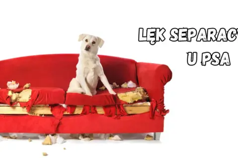 Biały pies siedzi na zniszczonej czerwonej kanapie, wygląda jakby się czegoś bał.