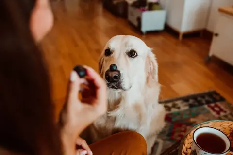 Złoty retriever z borówką na nosie, czekający na odpowiedź, czy psy mogą jeść borówki.