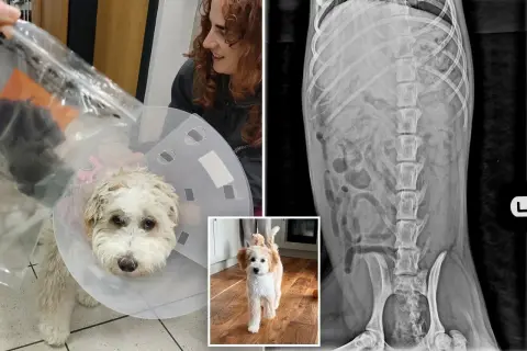 Rentgen pokazuje, że pies zjadł kości z kurczaka, co może być niebezpieczne.