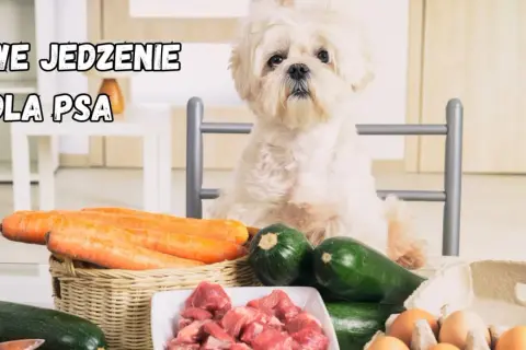 Biały piesek czeka na swoją domową dietę dla psa: marchew, cukinia, mięso i jajka.