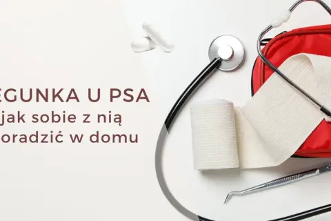 Biegunka u szczeniaka? Stetoskop, bandaże i apteczka sugerują, że szukamy pomocy.