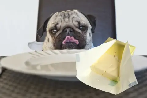 Mops z wyciągniętym językiem patrzy na masło. Czy pies może jeść masło? To pytanie zadaje sobie wielu właścicieli czworonogów.