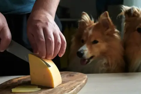 Dwa psy z zaciekawieniem patrzą, jak kroisz ser. Czy pies może jeść ser pleśniowy? To pytanie nurtuje wielu właścicieli.