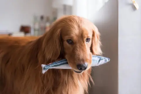Złoty retriever z pluszową rybką w pysku. Czy psy mogą jeść ryby? Ten psiak chyba już wie!